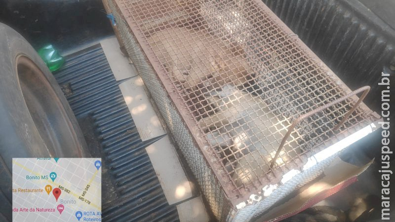 Mulher é autuada em flagrante por maus-tratos a 3 cachorros em MS Mulher é autuada em flagrante por maus-tratos a 3 cachorros em MS
