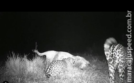 Onças degustam vaca como refeição do jantar no Pantanal de MS Onças degustam vaca como refeição do jantar no Pantanal de MS