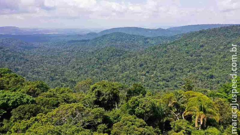 PF desarticula quadrilha que extraía ouro de terra indígena no Pará PF desarticula quadrilha que extraía ouro de terra indígena no Pará