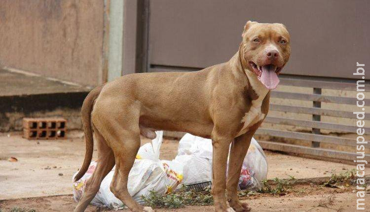 Pitbull escapa, invade casa e mata outro cachorro em Campo Grande