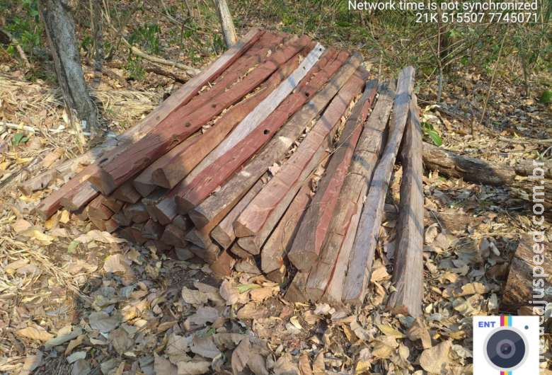 PMA autua infratora por exploração ilegal de madeira 