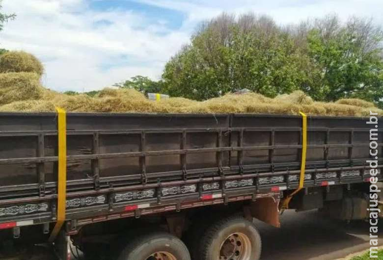 Polícia apreendem sete toneladas de maconha em carga de feno Polícia apreendem sete toneladas de maconha em carga de feno