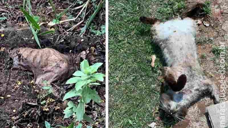 Polícia investiga envenenamento e morte de mais de 15 gatos em cidade de MS Polícia investiga envenenamento e morte de mais de 15 gatos em cidade de MS