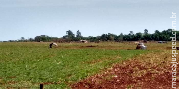 Produtor rural leva tiro ao retirar barraco de indígenas de fazenda em Dourados Produtor rural leva tiro ao retirar barraco de indígenas de fazenda em Dourados