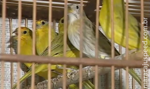 Proibição da captura de aves na natureza e regras para criação em cativeiro