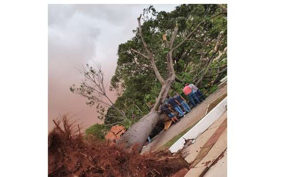 Temporal derrubou 154 árvores e deixou três pessoas feridas em Campo Grande