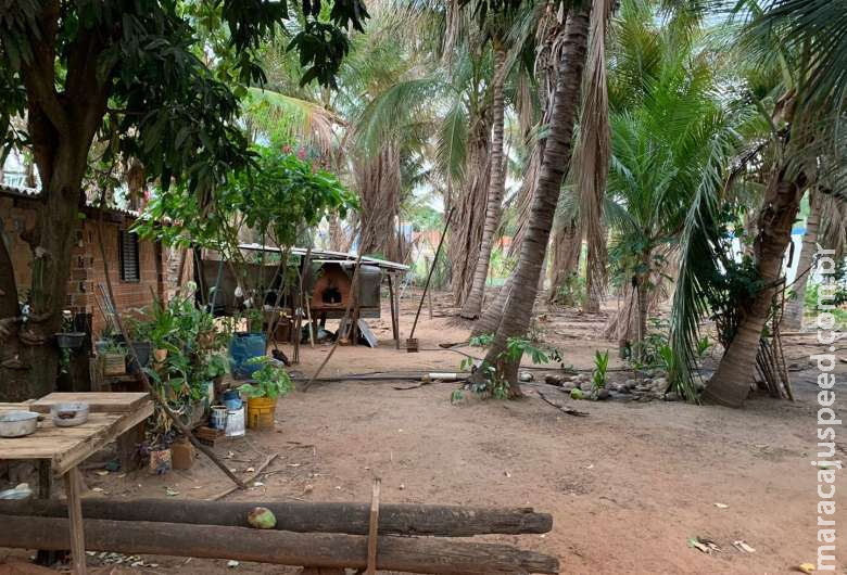 Três são atacados por abelhas dentro de casa e polícia precisa intervir Três são atacados por abelhas dentro de casa e polícia precisa intervir