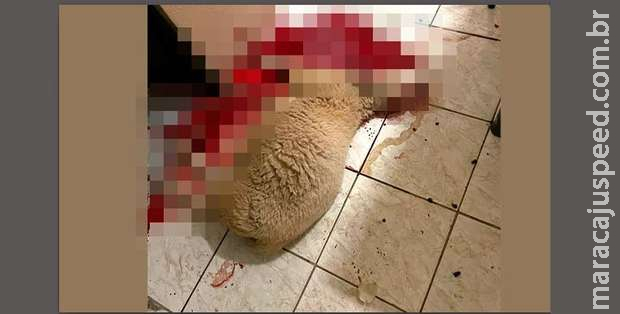 Turistas assassinam ovelha de estimação em pesqueiro do Rio Miranda Turistas assassinam ovelha de estimação em pesqueiro do Rio Miranda