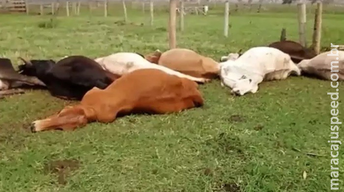 Ventania derruba fiação e 49 bois e dois cavalos morrem eletrocutados