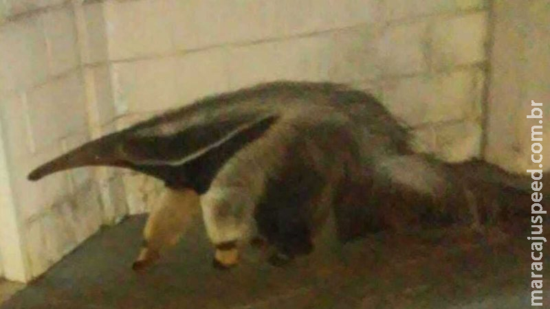 Acuado e agressivo, tamanduá é resgatado após ‘invadir’ condomínio na Vila Margarida Acuado e agressivo, tamanduá é resgatado após ‘invadir’ condomínio na Vila Margarida