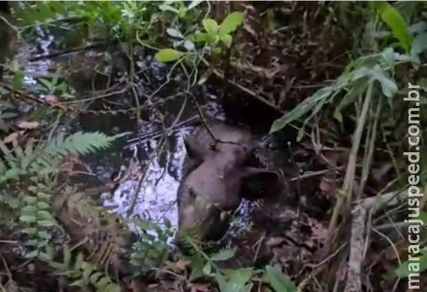 Anta fica atolada nas margens do rio da Prata em MS Anta fica atolada nas margens do rio da Prata em MS