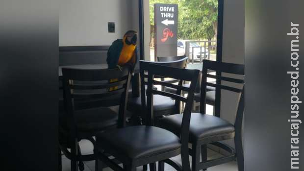 Arara invade lanchonete e é resgatada pela Polícia Militar Ambiental em Três Lagoas Arara invade lanchonete e é resgatada pela Polícia Militar Ambiental em Três Lagoas