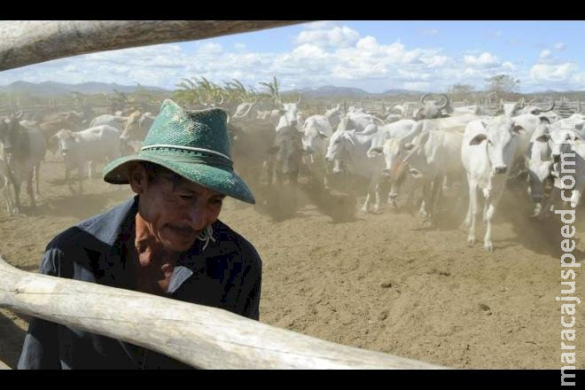 Brasil inicia 2ª etapa da campanha de vacinação contra febre aftosa Brasil inicia 2ª etapa da campanha de vacinação contra febre aftosa