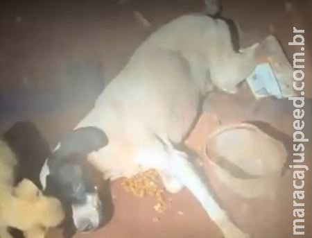 Cachorro é resgatado agonizando em casa e homem vai para a delegacia em MS Cachorro é resgatado agonizando em casa e homem vai para a delegacia em MS