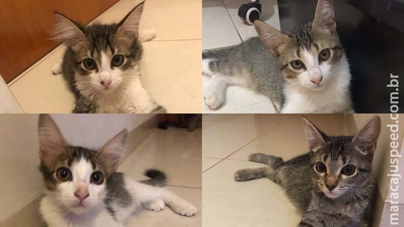 Câmeras de segurança flagram dupla em moto abandonando caixa com família de gatos em Campo Grande Câmeras de segurança flagram dupla em moto abandonando caixa com família de gatos em Campo Grande