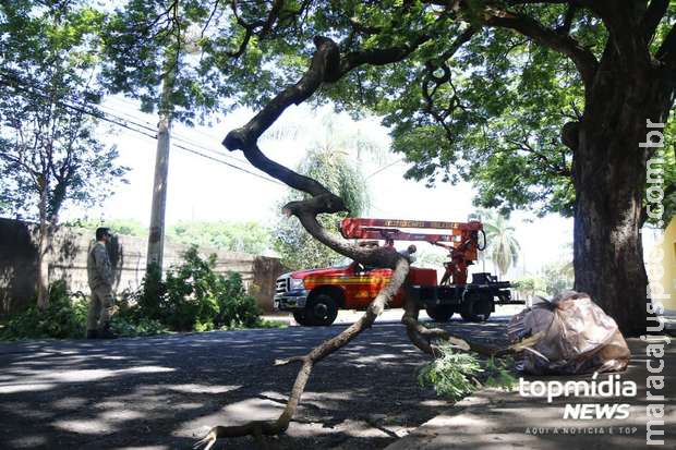 Caminhão derruba galho de figueira e interdita rua na Vila Glória