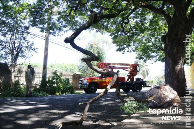 Caminhão derruba galho de figueira e interdita rua na Vila Glória Caminhão derruba galho de figueira e interdita rua na Vila Glória