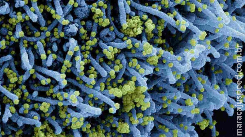 Cientistas descobrem variante do coronavírus capaz de causar novas ondas da doença