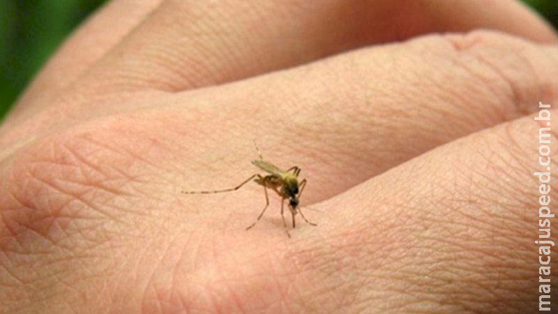 Com 11,4 mil casos suspeitos, MS é o 5º no Brasil com maior incidência de dengue Com 11,4 mil casos suspeitos, MS é o 5º no Brasil com maior incidência de dengue