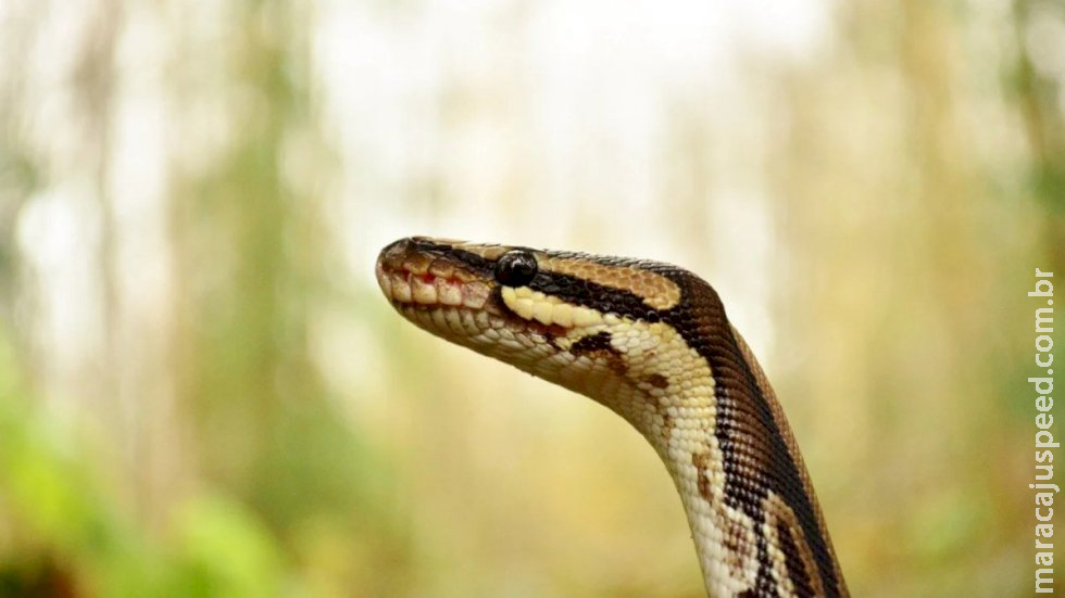 Criança fica em estado grave após ser picada por cobra no interior de SP Criança fica em estado grave após ser picada por cobra no interior de SP
