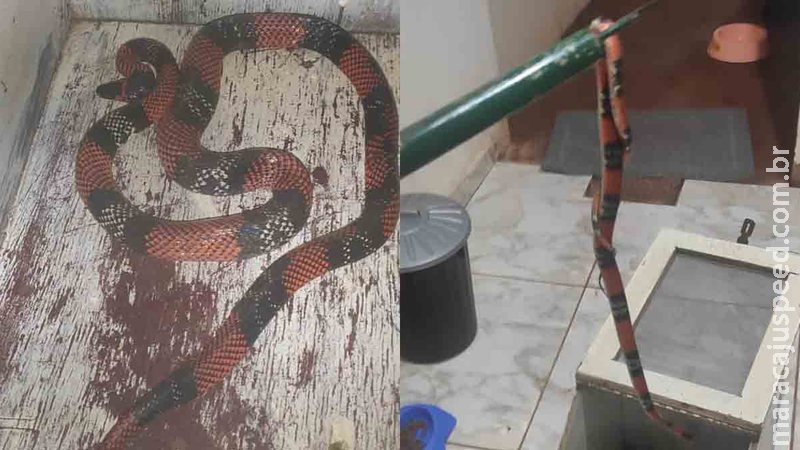 Deu trabalho: cobra coral de 50 cm é capturada dentro de casa em Campo Grande Deu trabalho: cobra coral de 50 cm é capturada dentro de casa em Campo Grande