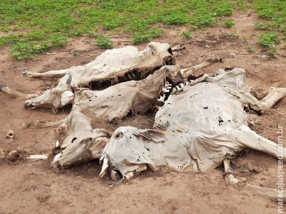Fazendeiro deixa mais de 150 bovinos morrerem de fome e é autuado em R$ 79 mil pela PMA Fazendeiro deixa mais de 150 bovinos morrerem de fome e é autuado em R$ 79 mil pela PMA