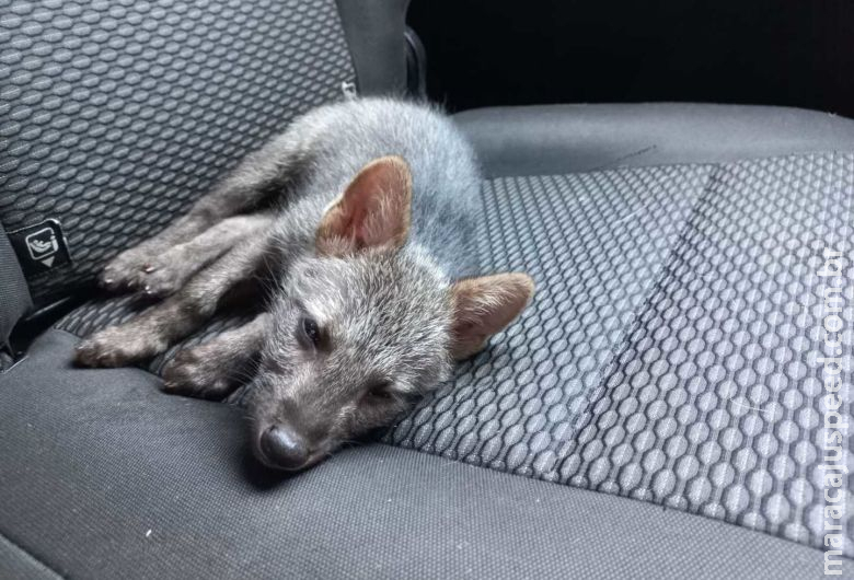 Filhote de cachorro-do-mato é capturado em residência e veado em marcenaria na cidade Filhote de cachorro-do-mato é capturado em residência e veado em marcenaria na cidade