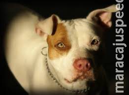 Filhote de pitbull é ferido com facão por vizinho em Campo Grande Filhote de pitbull é ferido com facão por vizinho em Campo Grande