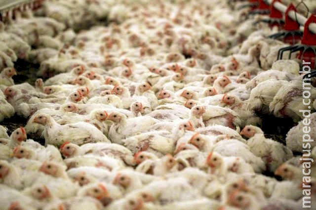 Gripe aviária atinge granjas da Polônia com cerca de 650 mil aves Gripe aviária atinge granjas da Polônia com cerca de 650 mil aves