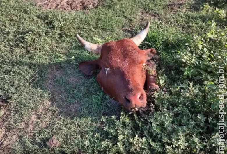 Grupo armado invade fazenda, faz caseiro refém e abate animais Grupo armado invade fazenda, faz caseiro refém e abate animais