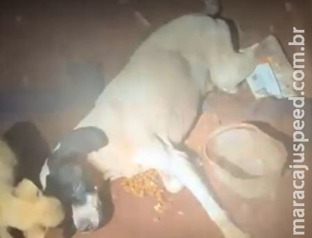 Homem é acusado de maus tratos a animal que agoniza nos fundos da residência Homem é acusado de maus tratos a animal que agoniza nos fundos da residência