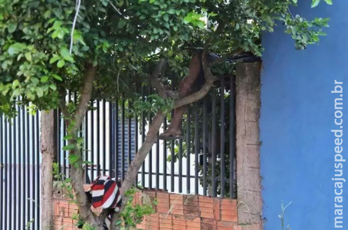 Homem é encontrado morto em cima da grade de residência em MS Homem é encontrado morto em cima da grade de residência em MS