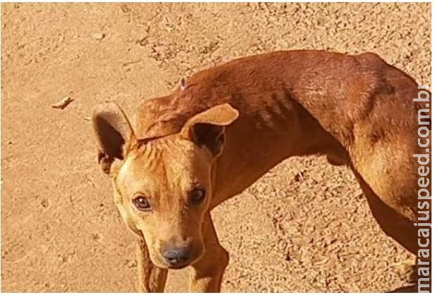 Homem mata outro esfaqueado ao descobrir que cachorro doado era maltratado Homem mata outro esfaqueado ao descobrir que cachorro doado era maltratado