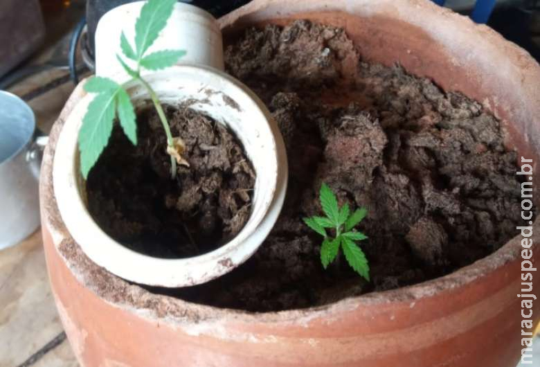Homem que cultivava maconha em casa é preso com bicicleta furtada Homem que cultivava maconha em casa é preso com bicicleta furtada