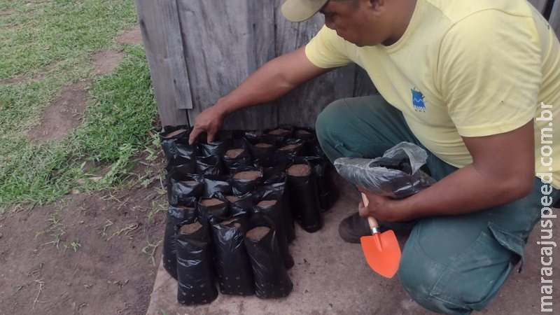 Indígenas participam de oficina de produção de mudas nativas do Pantanal e Cerrado Indígenas participam de oficina de produção de mudas nativas do Pantanal e Cerrado