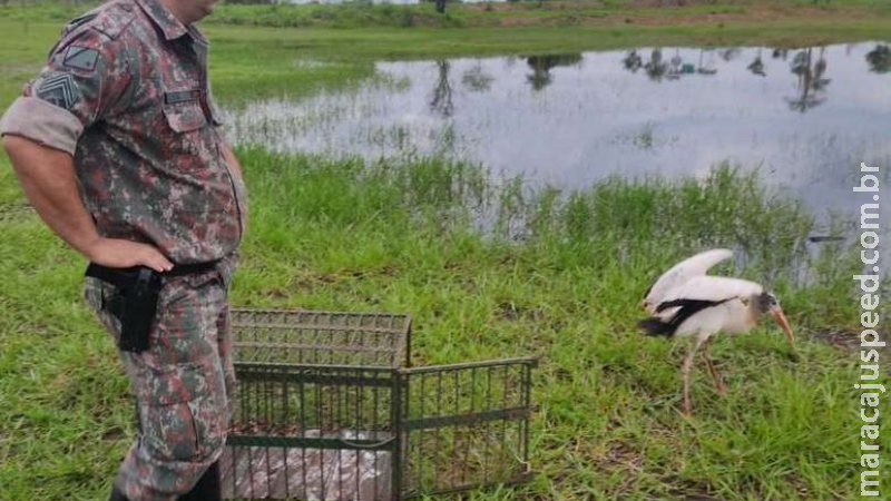 Jaburu encontrado em residência é solto em lagoa de Naviraí Jaburu encontrado em residência é solto em lagoa de Naviraí