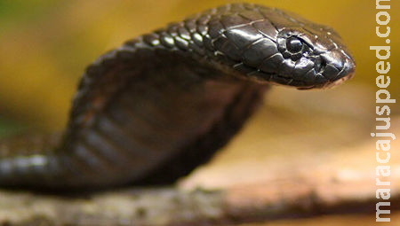 Mulher morre por picada de cobra, mas o verdadeiro assassino é seu marido Mulher morre por picada de cobra, mas o verdadeiro assassino é seu marido