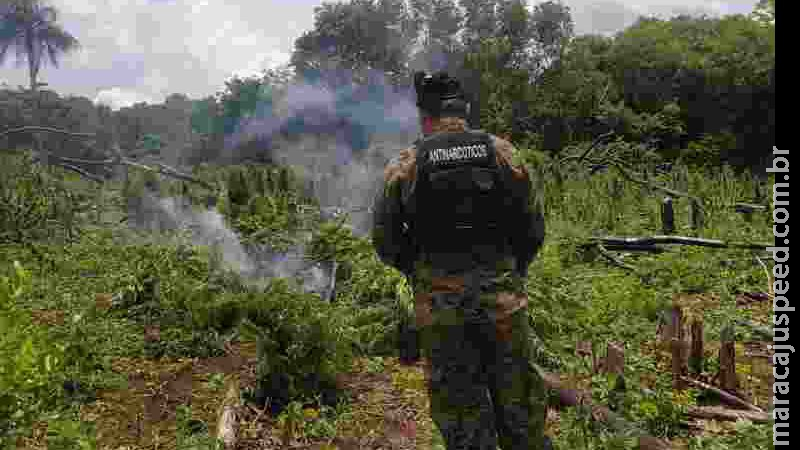 Operação na fronteira de MS destrói dois hectares de lavoura de maconha Operação na fronteira de MS destrói dois hectares de lavoura de maconha