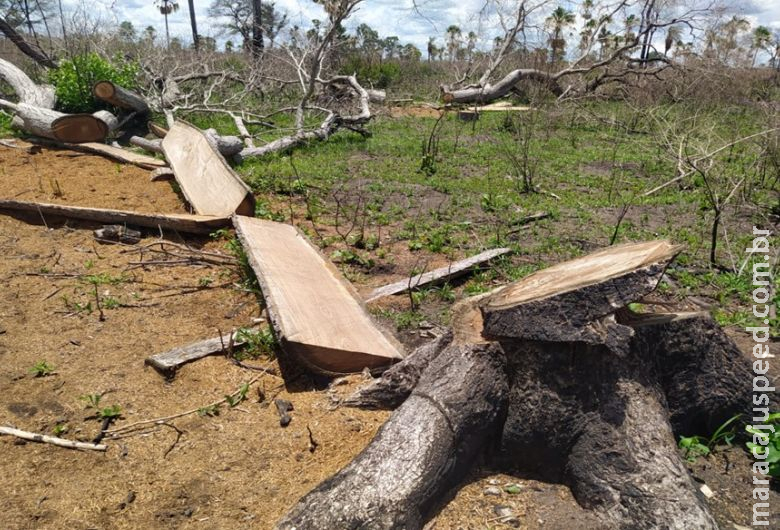 Paranaense é multado em R$ 301 mil por danificar vegetação da Mata Atlântica Paranaense é multado em R$ 301 mil por danificar vegetação da Mata Atlântica