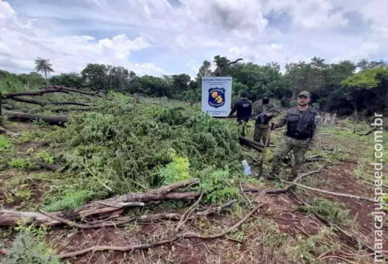 Polícia paraguaia destrói lavoura de maconha em fase de colheita