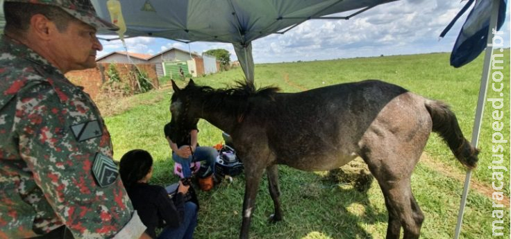 Polícia prende chacareiro por maus tratos com égua doente que veio a óbito Polícia prende chacareiro por maus tratos com égua doente que veio a óbito