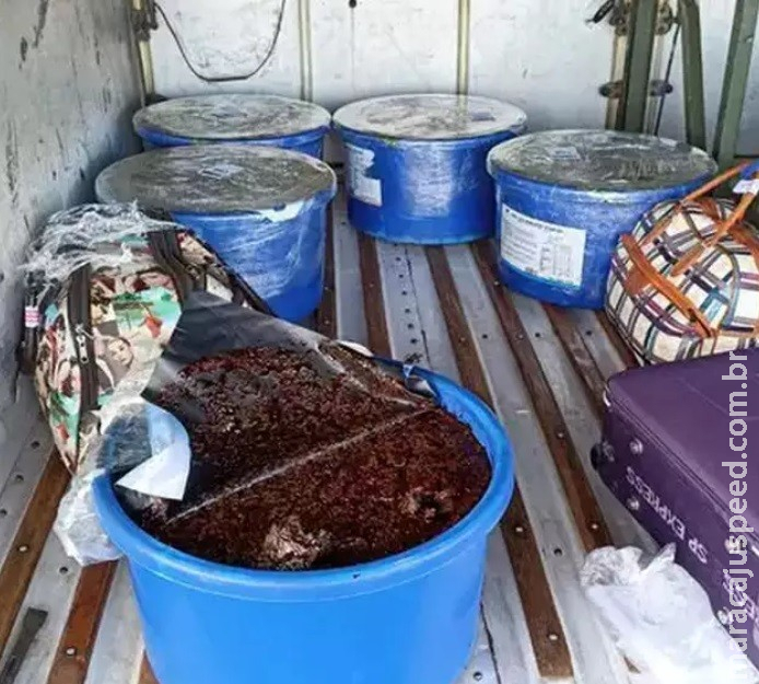 PRF apreende maconha que estava escondida em bacias no bagageiro de um ônibus PRF apreende maconha que estava escondida em bacias no bagageiro de um ônibus