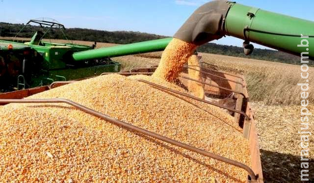 Produção agrícola cai, mas MS se mantém como 5º maior do País Produção agrícola cai, mas MS se mantém como 5º maior do País