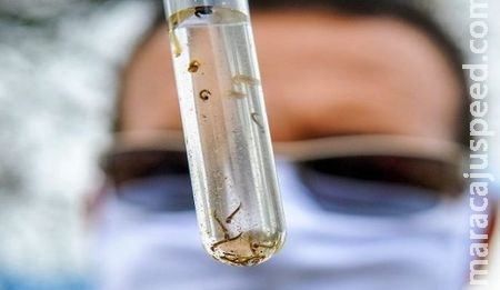 SES lança Campanha de Enfrentamento à Dengue, Zika e Chikungunya em MS SES lança Campanha de Enfrentamento à Dengue, Zika e Chikungunya em MS