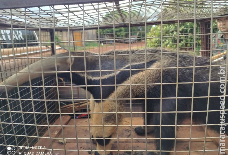 Tamanduá e furão são capturados em bairros de Dourados