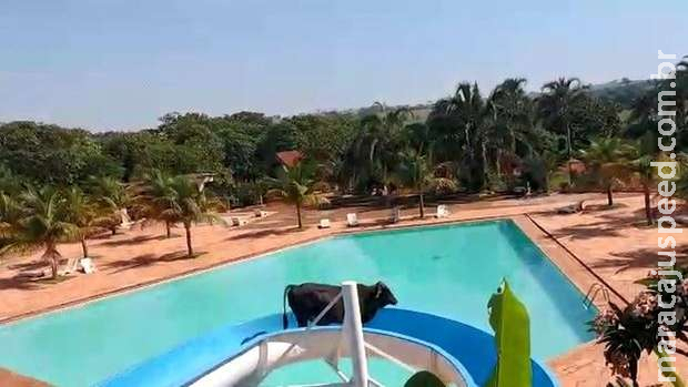 Vaca escorrega em toboágua em SP e vira sensação na internet Vaca escorrega em toboágua em SP e vira sensação na internet