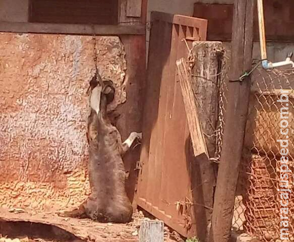 Animais morrem depois de serem abandonados sem comida em fazenda em MS Animais morrem depois de serem abandonados sem comida em fazenda em MS