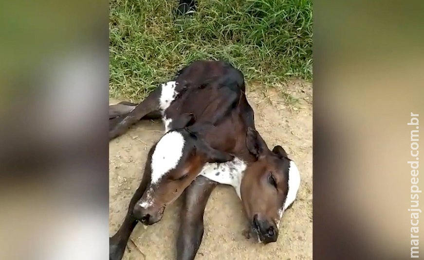 Bezerra nasce com duas cabeças na região nordeste do país Bezerra nasce com duas cabeças na região nordeste do país