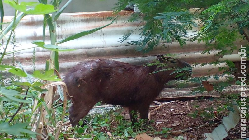 Capivara ferida é capturada dentro de residência em Campo Grande Capivara ferida é capturada dentro de residência em Campo Grande