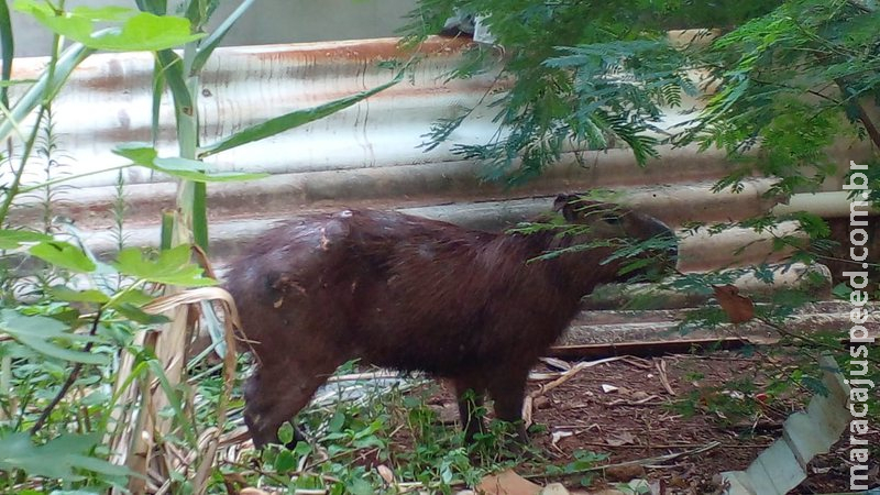 Capivara ferida é capturada dentro de residência em Campo Grande